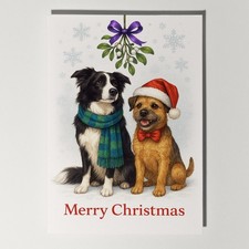 Border Collie Border Terrier