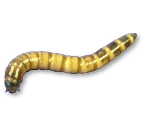 Livefood live worms tub - live, 80g