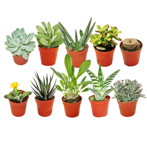 Mixed succulent cactus - x,