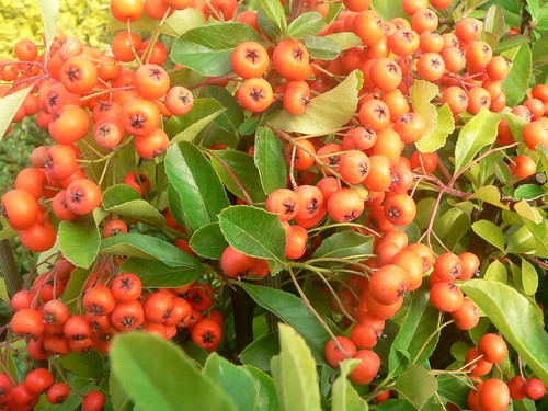 Pyracantha coccinea red - coccinea, column