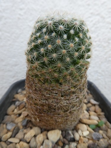 Mammillaria matudae shown in - matudae,,