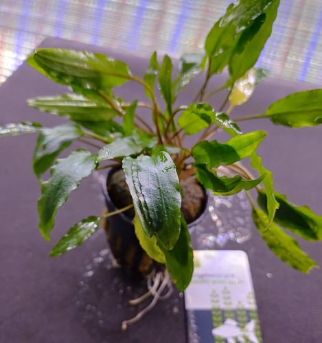 Cryptocoryne wendtii green - cryptocoryne,