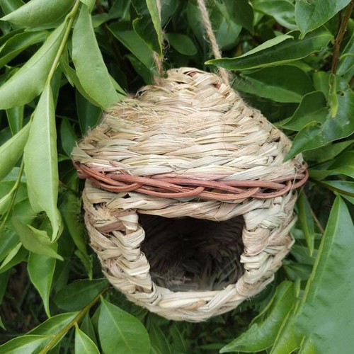 Grass bird nest - bird, breeding