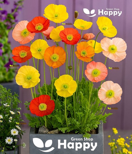Iceland poppy wind song - iceland,