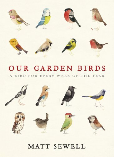Our garden birds stunning - garden,