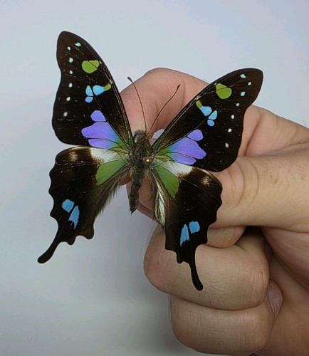 Purple spotted swallowtail - spotted,