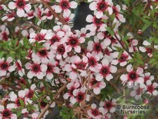 LEPTOSPERMUM. NICHOLLSII
