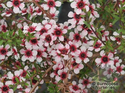 Leptospermum nichollsii - leptospermum.,
