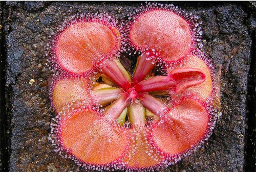Pre sale drosera falconeri - pre-sale,