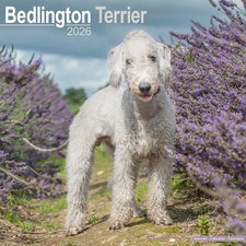 Bedlington Terrier 2026