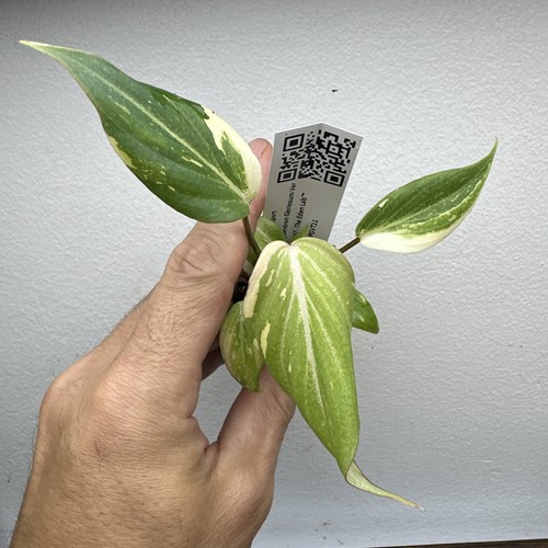 Philodendron gloriosum - philodendron,