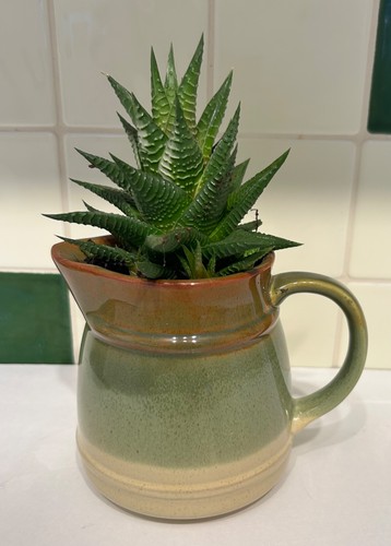 Haworthiopsis limifolia - , (