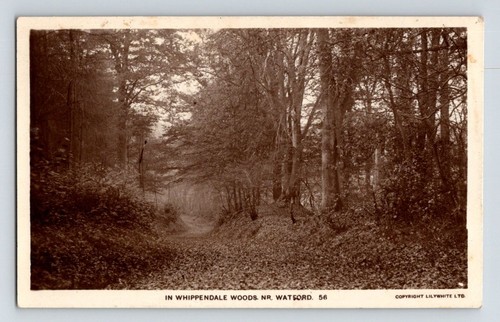 England whippendale woods - england:, in