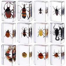 12 Pcs Insect In Resin