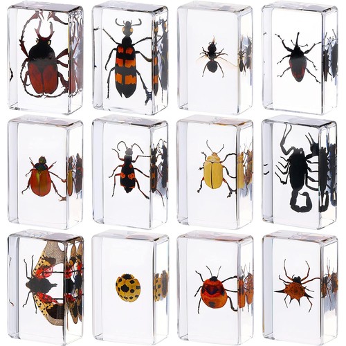 Pcs insect resin - 12,
