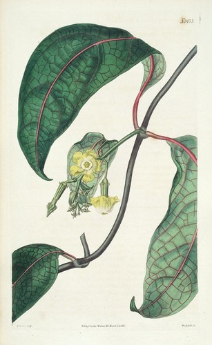 Antique botanical print - antique,