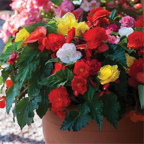 Begonia non stop - x, plants