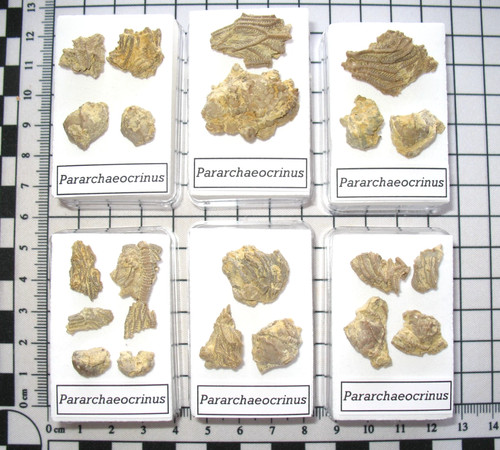 Ordovician bromide - ordovician,