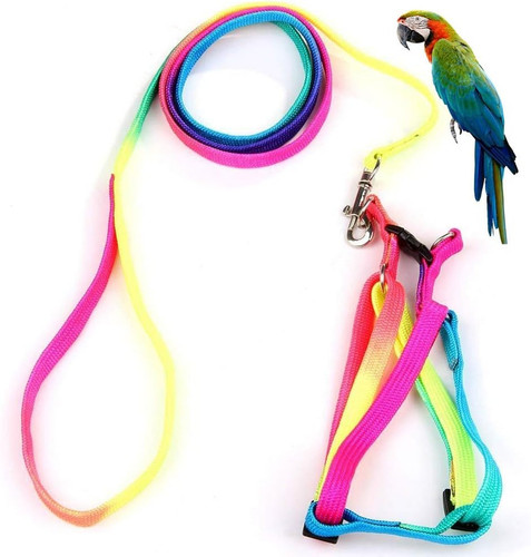 Bird harness and - harness,