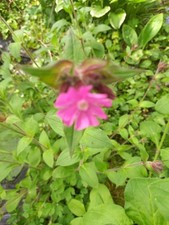 Lychnis Coronaria Rose Campion