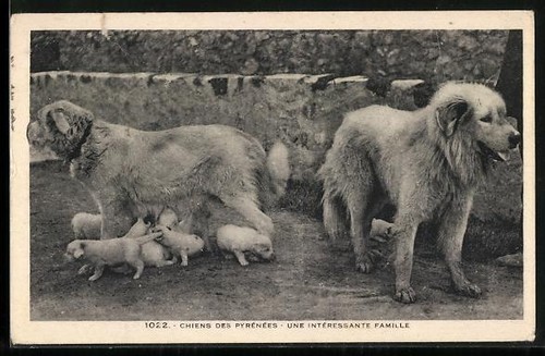 Pyrenean mountain dog - mountain, with
