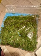Generous 200g + DUCKWEED Floating Pond Plants FROGS ? FISH ?  WELL ESTABLISHED