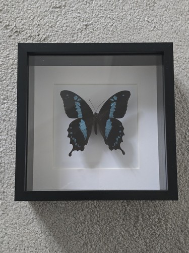 Real framed butterfly papilio - framed,