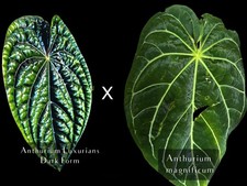 Rare anthurium Luxurians Dark