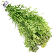 Limnophila Heterophylla Live Aquarium Plants Tropical Aquascaping K2AQUA