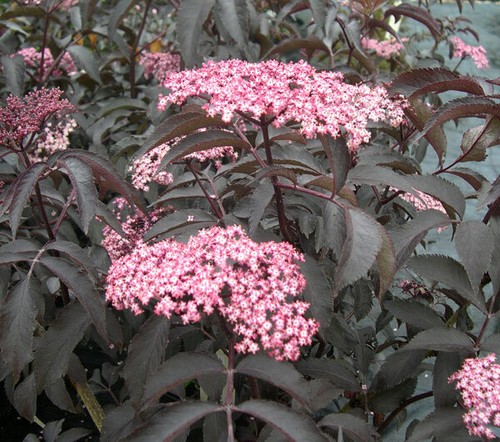 Sambucus blue sheen - sambucus,