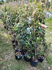 Scented star Jasmine plant EVERGREEN winter hardy white flowering 1L 100cm tall