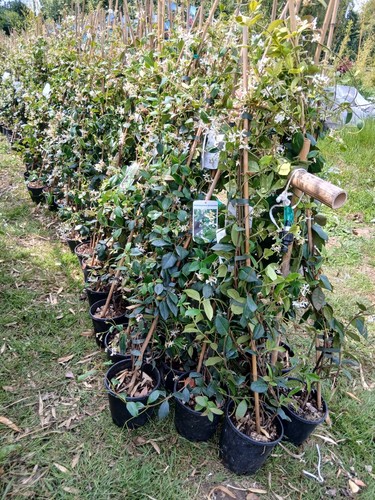 Scented star jasmine plant - star,