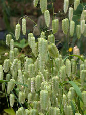 300 x BRIZA MAXIMA - QUAKING