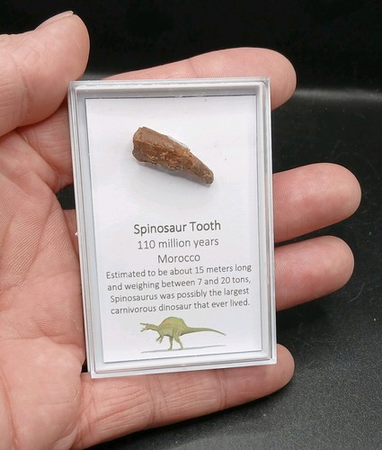 Fossil spinosaur tooth - tooth,