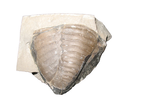 Silurian rochester shale - rochester,
