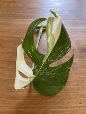 Monstera Albo Variegated