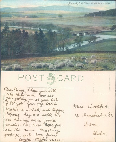 Hills and valleys with - , sheep