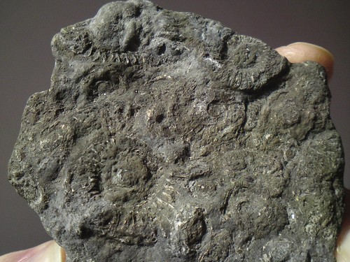 Small promicroceras pyritized