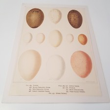 Antique Bird Egg c1890s print lithograph ornithology Frohawk British matted no20