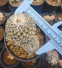 7cm Pelecyphora strobiliformis