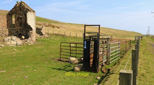 Photo 12x8 cattle crush - cattle,