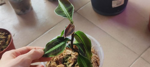 Labisia reared plant terrarium - labisia,