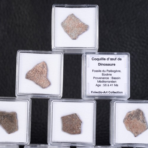 Dinosaur egg shell fossil - dinosaur,