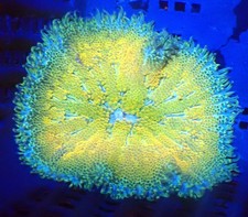 WYSIWYG Mini Maxi Marine Corals