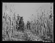 Photo:Grundy County Iowa 1939
