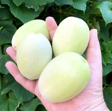 10 Dragon Egg Cucumber Seeds