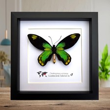 Ornithoptera vivtoriae