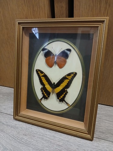 Exotica world butterflies - world,