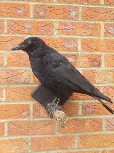Taxidermy crow bird wall - bird, mount