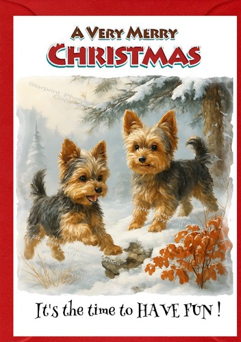 Yorkshire terrier yorkie - /, dog
